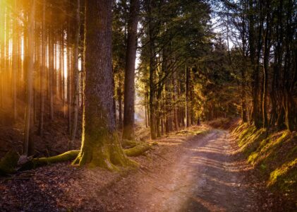 Erholung im Wald